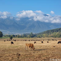 Kühe auf der Wiese bei Bansko