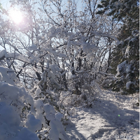 Schnee und Sonne durch die Bäume in Razlog.